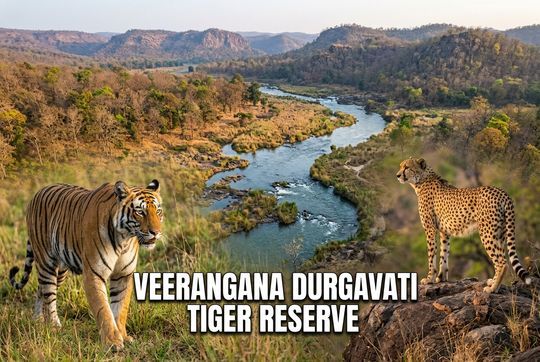 Veerangana Durgavati Tiger Reserve: Location and Cheetahs